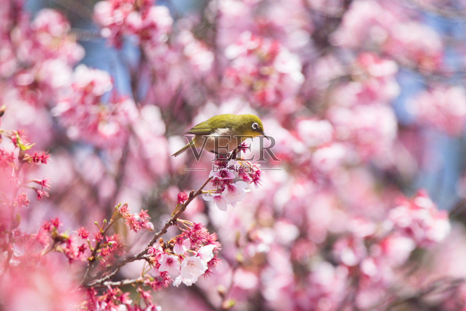 日本的樱花(Kan Sakura)照片摄影图片