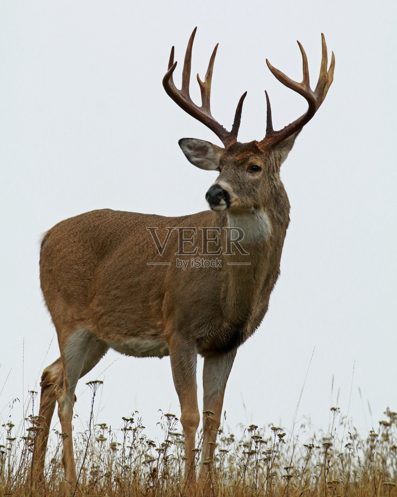 雾天的白尾鹿照片摄影图片