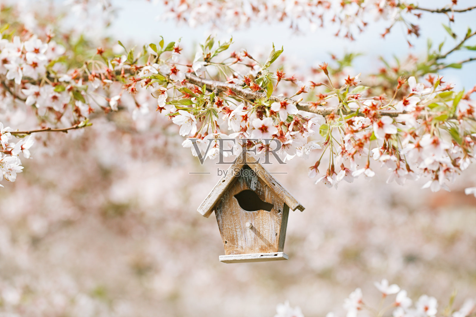 鸟舍在春天盛开的樱花樱花照片摄影图片