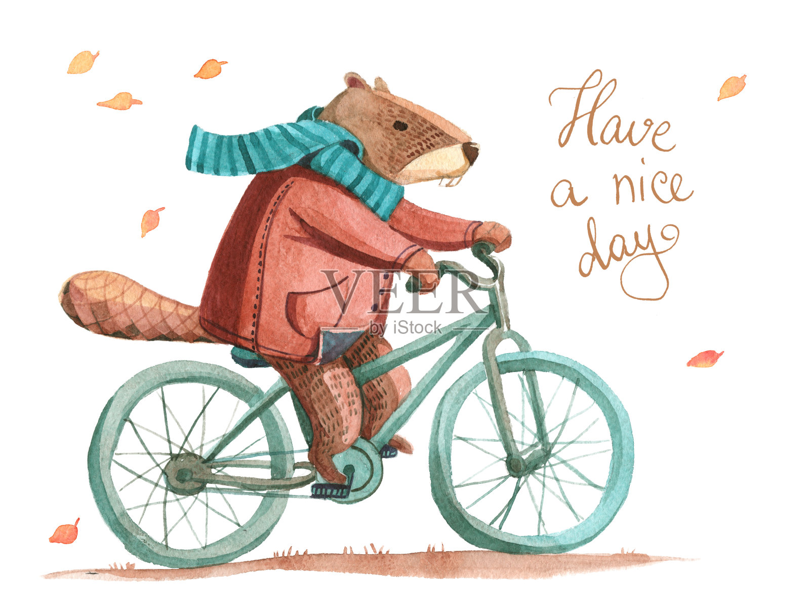 水彩插图。海狸穿着大衣围着围巾骑着自行车插画图片素材