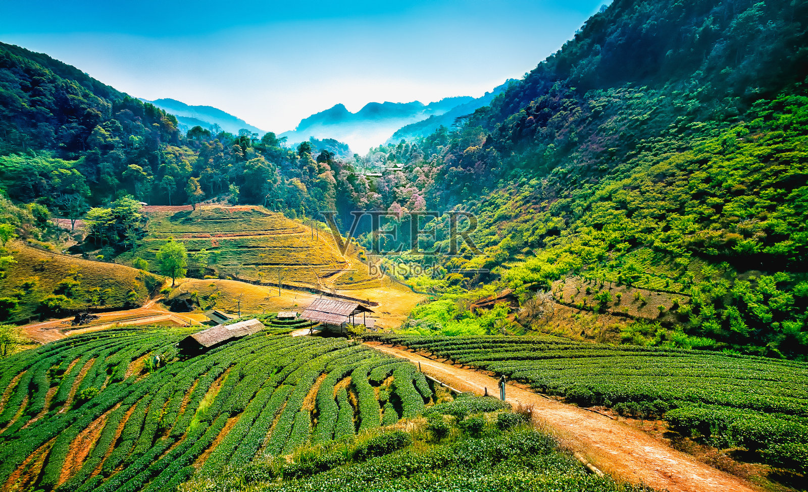 泰国清迈，昂康山上的茶园照片摄影图片