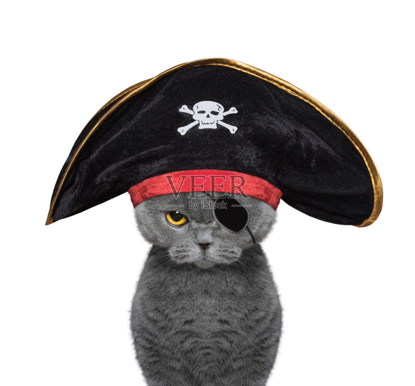 可爱的猫穿着海盗服装照片摄影图片