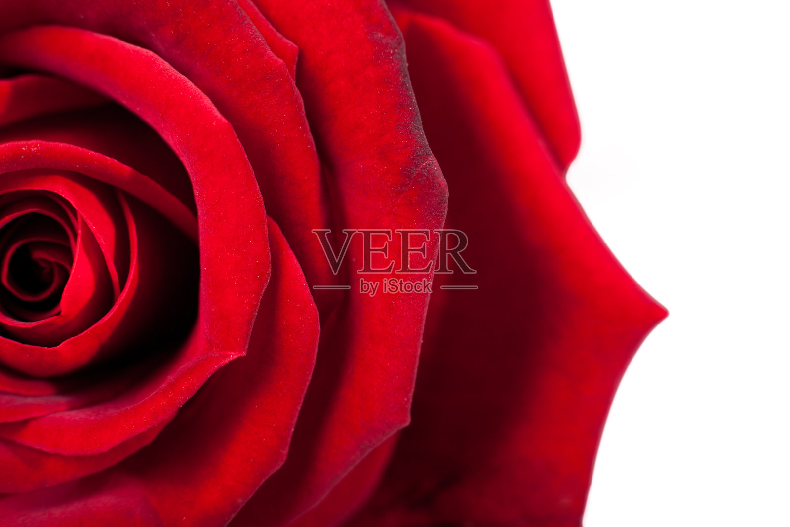 红玫瑰宏。花瓣的特写镜头。扭曲的红色照片摄影图片