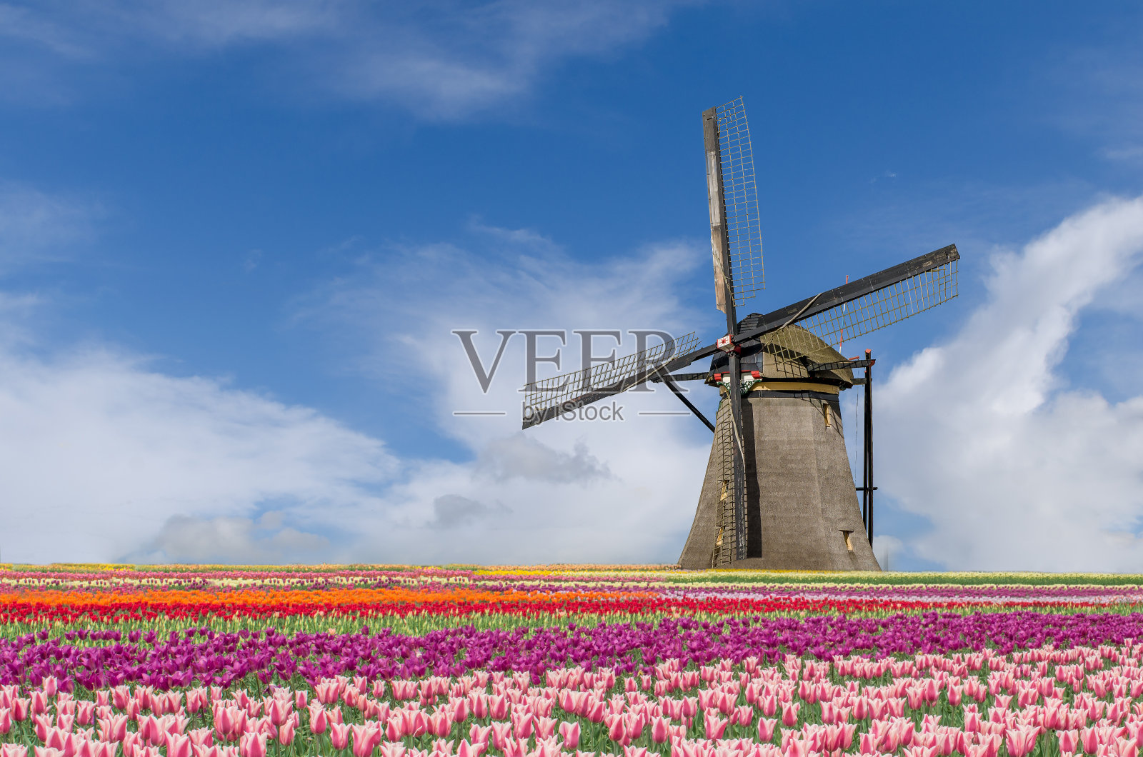 荷兰阿姆斯特丹的风景郁金香和风车照片摄影图片