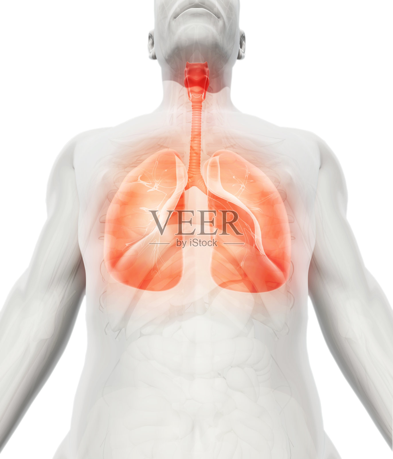 肺的3D插图，医学概念。照片摄影图片