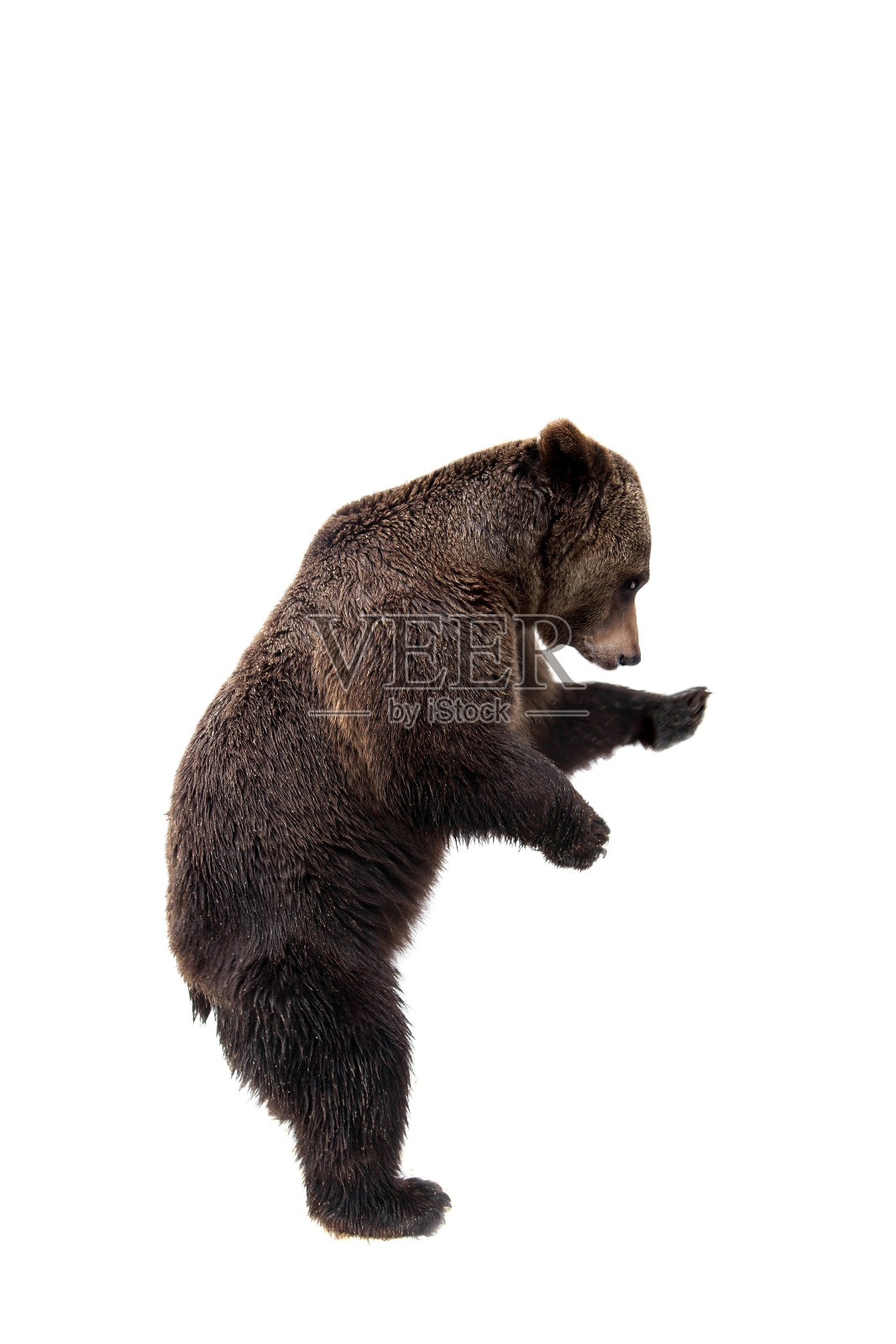 棕熊，棕熊照片摄影图片