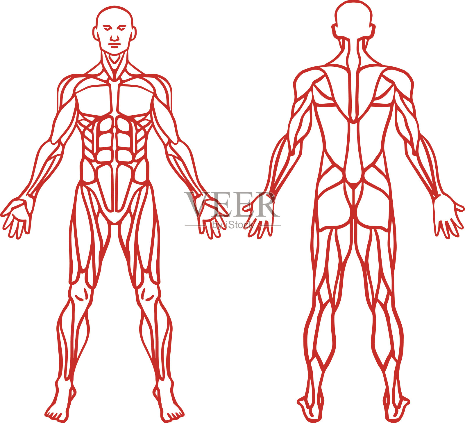 男性肌肉系统解剖，锻炼和肌肉引导。插画图片素材
