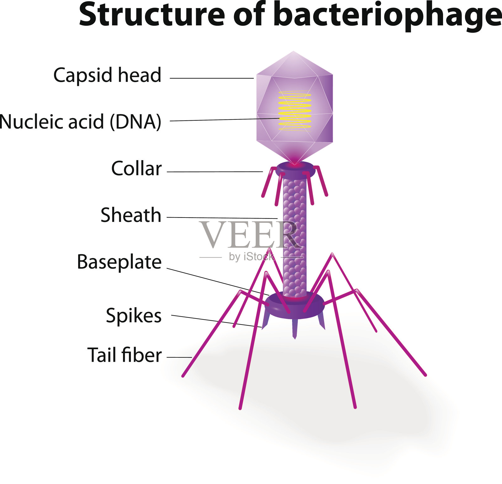 病毒噬菌体的结构插画图片素材