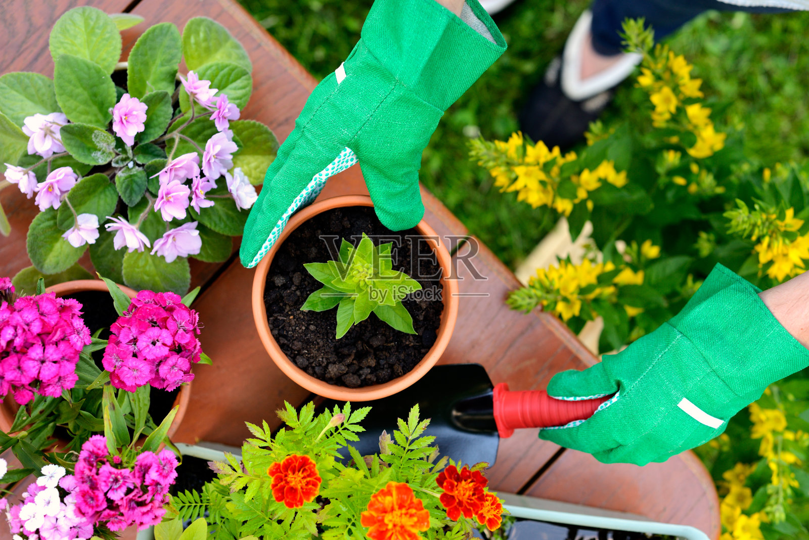 手戴绿色手套在花盆里种花照片摄影图片
