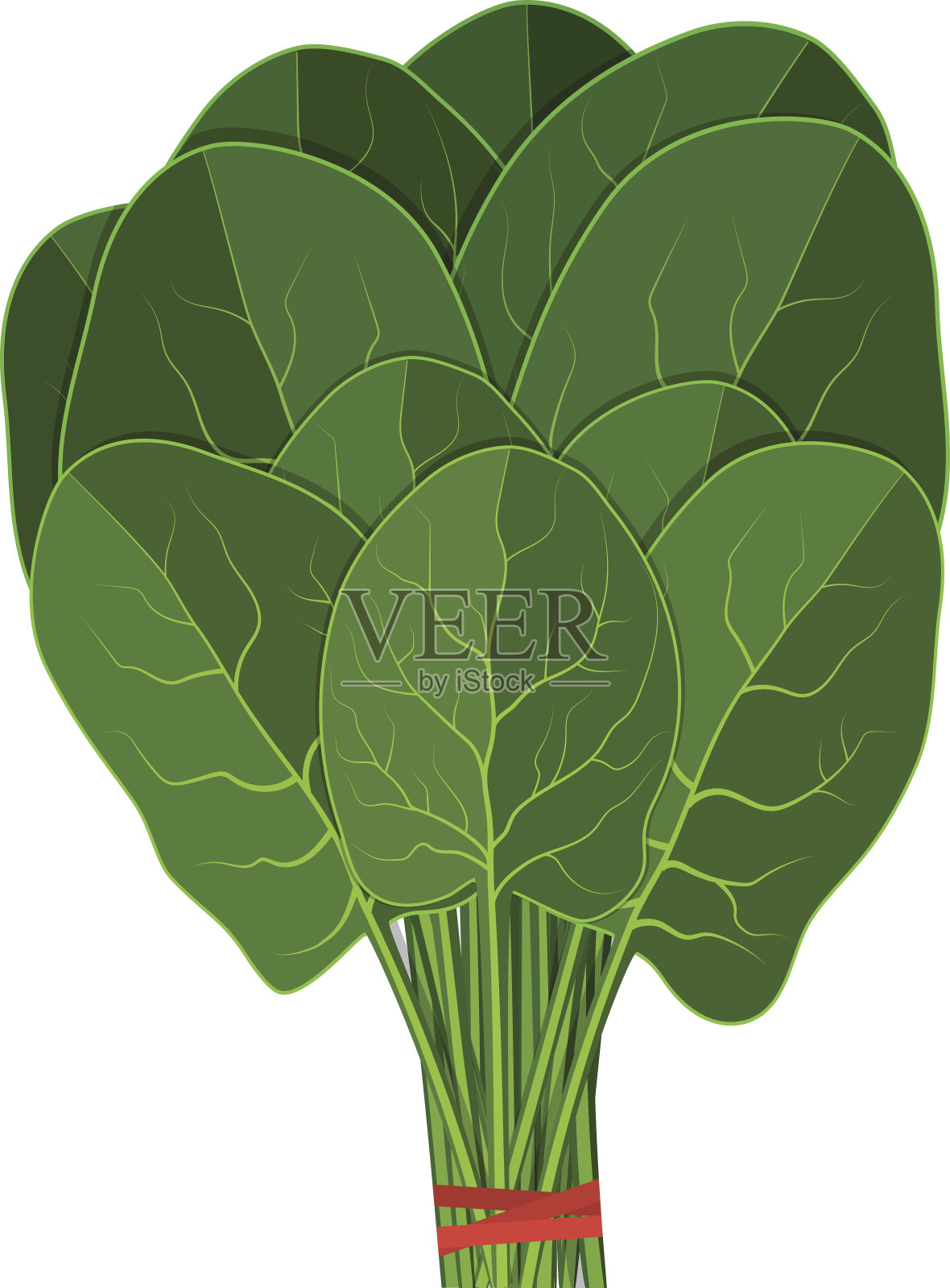 一堆新鲜的菠菜。插画图片素材