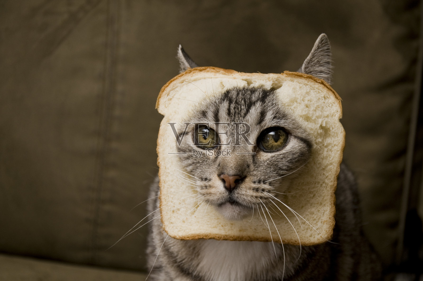 面包的猫照片摄影图片