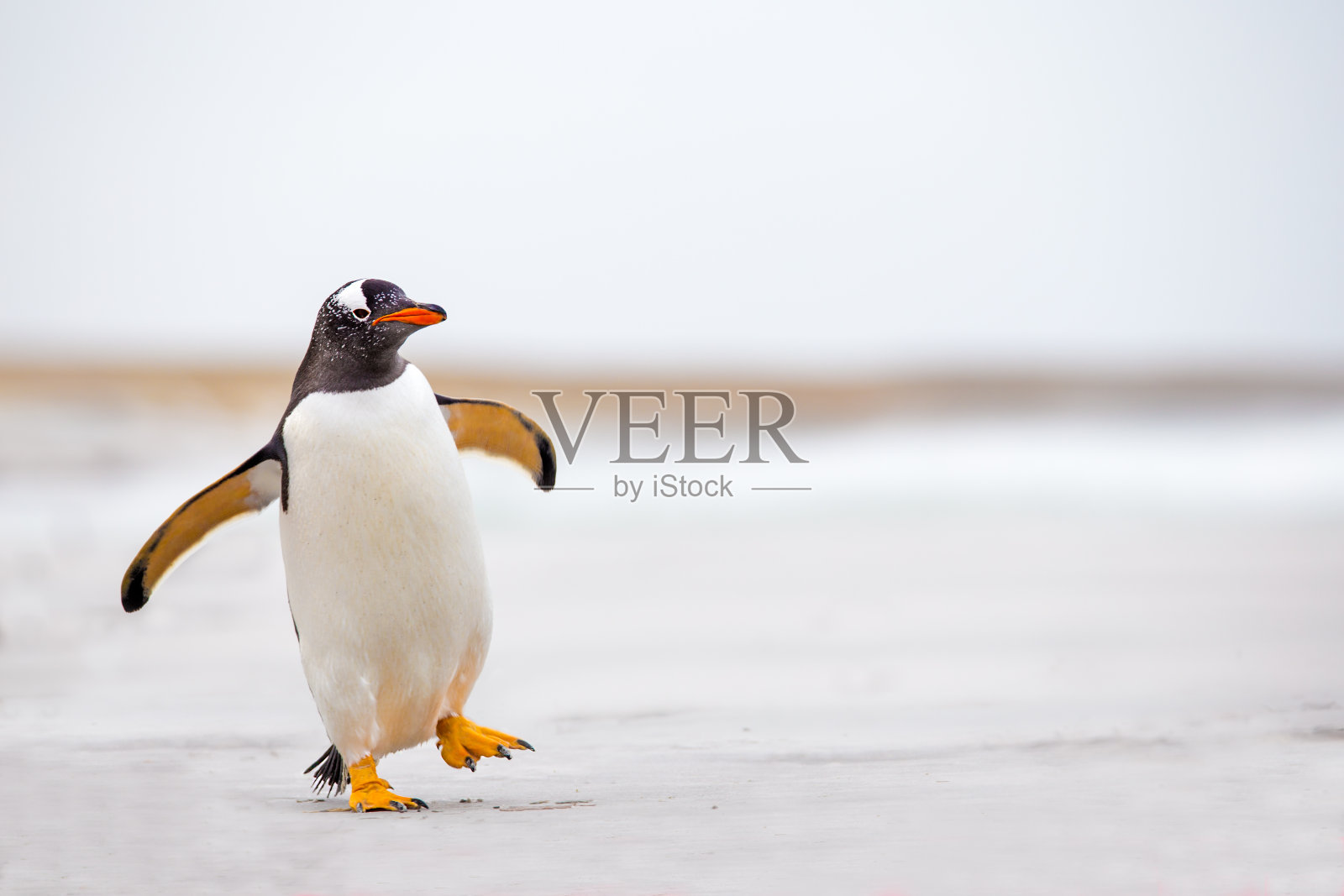 巴布亚企鹅摇摇摆摆地走在白色的沙滩上。照片摄影图片