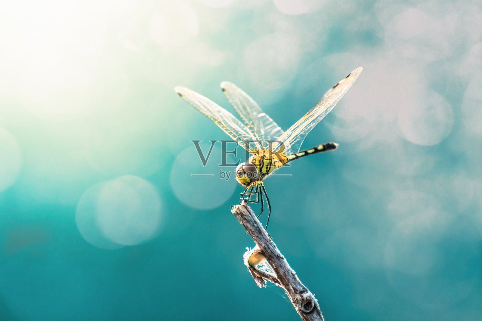 美丽的蜻蜓和模糊的散景背景照片摄影图片