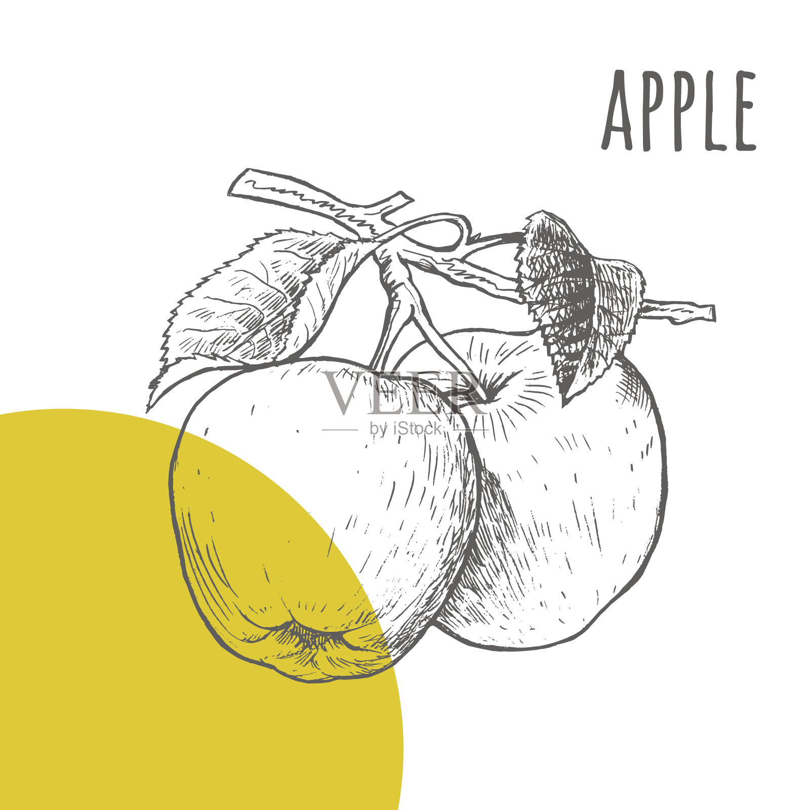 苹果矢量手绘素描插画图片素材