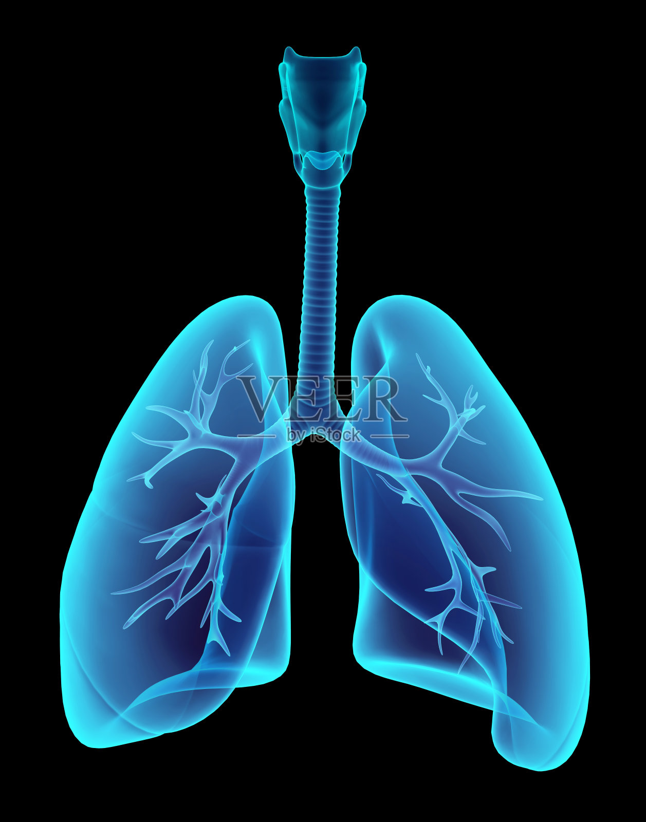 3D插图x光透明肺。照片摄影图片