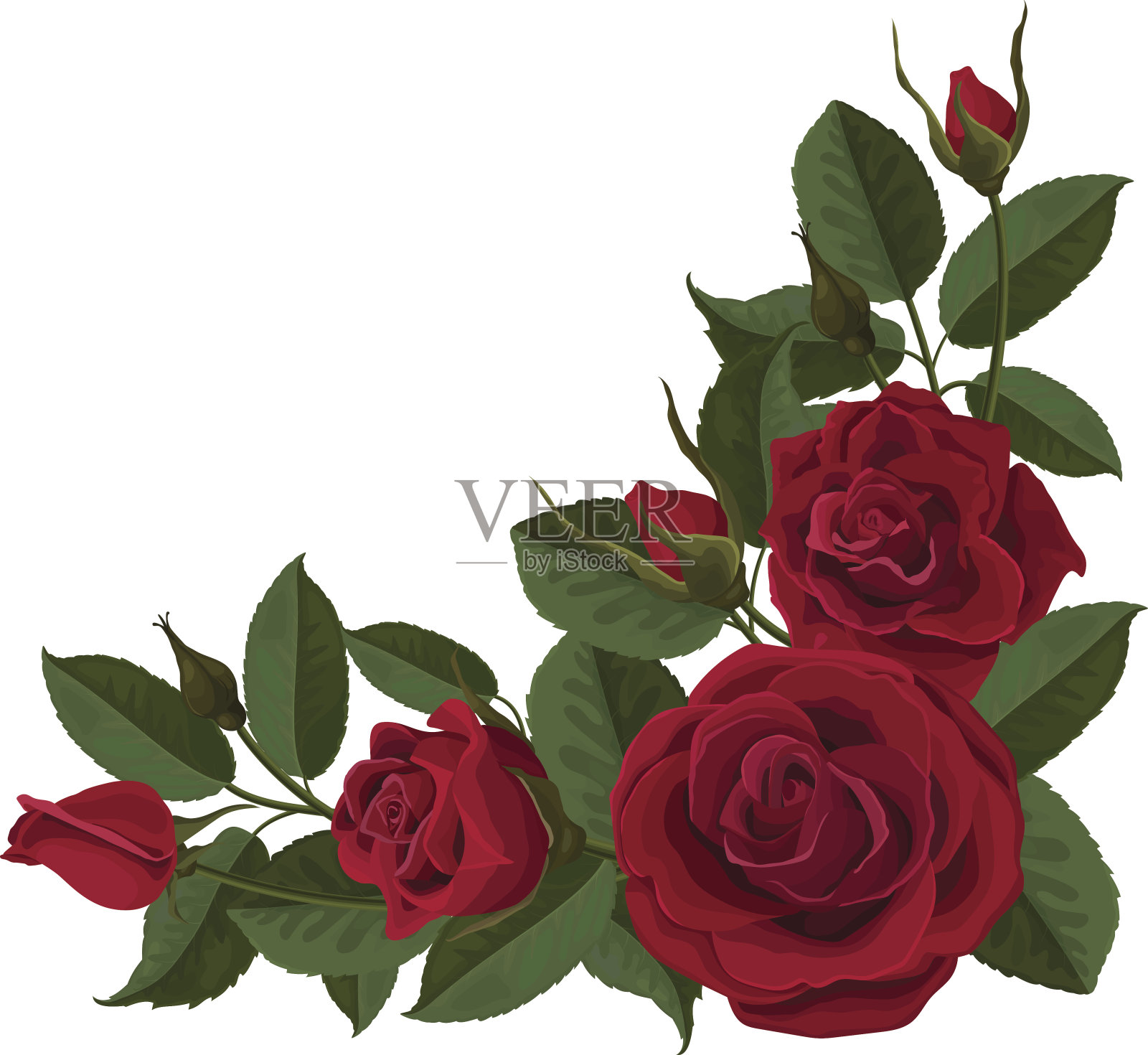 红色的花，玫瑰的芽和绿色的叶子设计元素图片