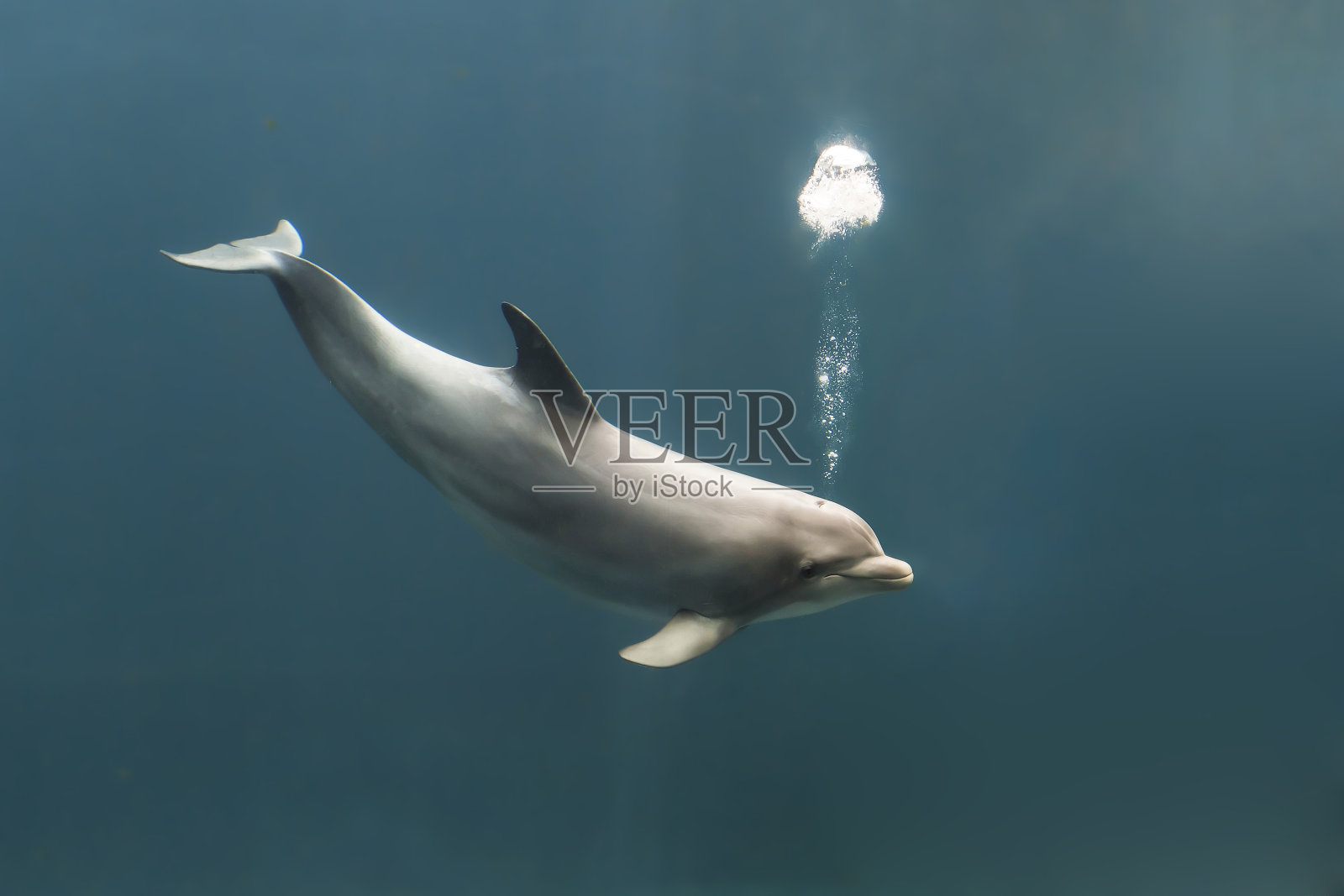 宽吻海豚吹泡泡照片摄影图片