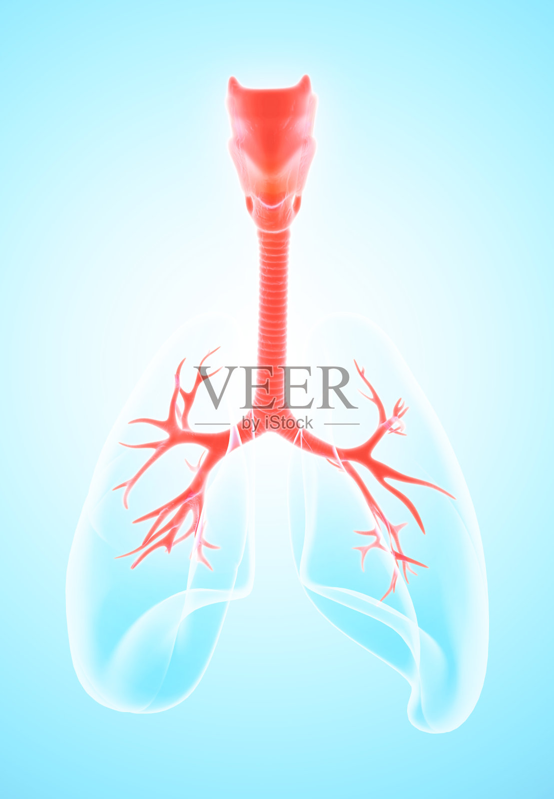 喉部气管支气管三维图示。照片摄影图片