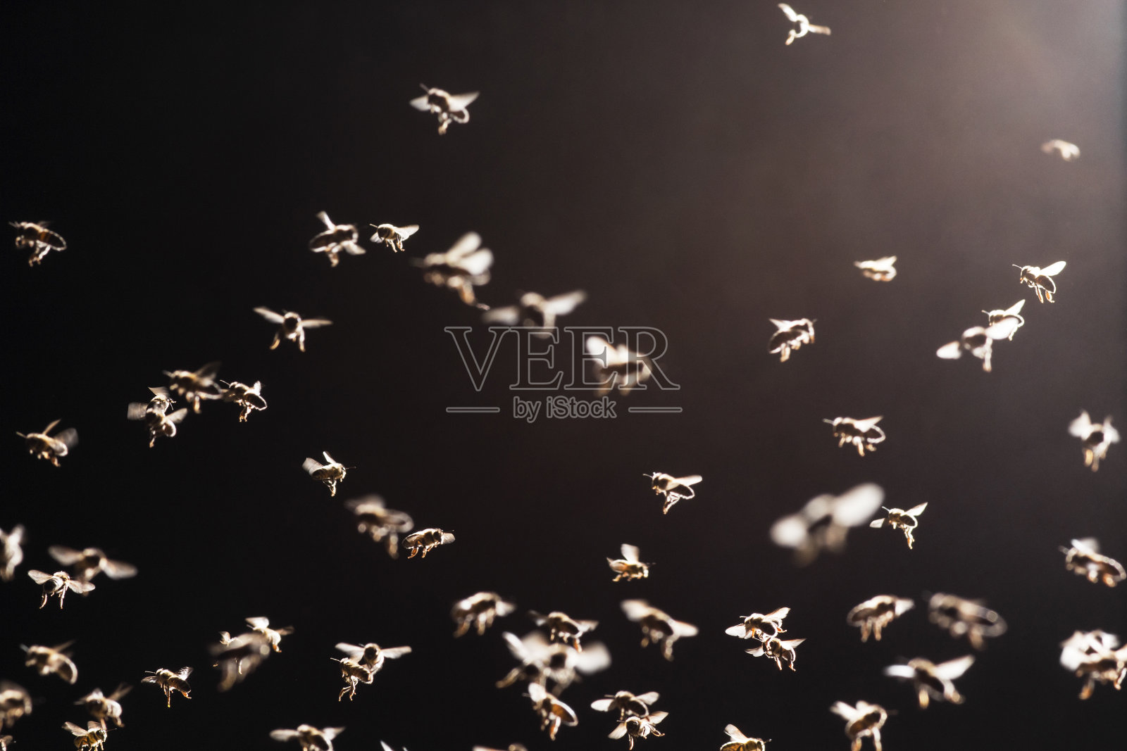 一群蜜蜂飞过公开的证据照片摄影图片