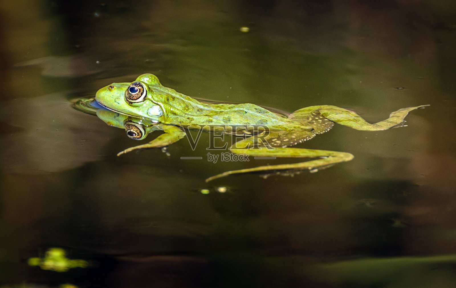 绿色的小青蛙浮照片摄影图片