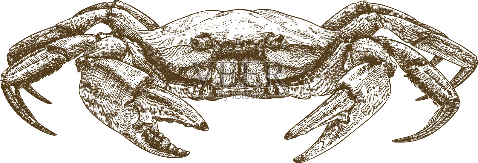 蟹的蚀刻插图设计元素图片