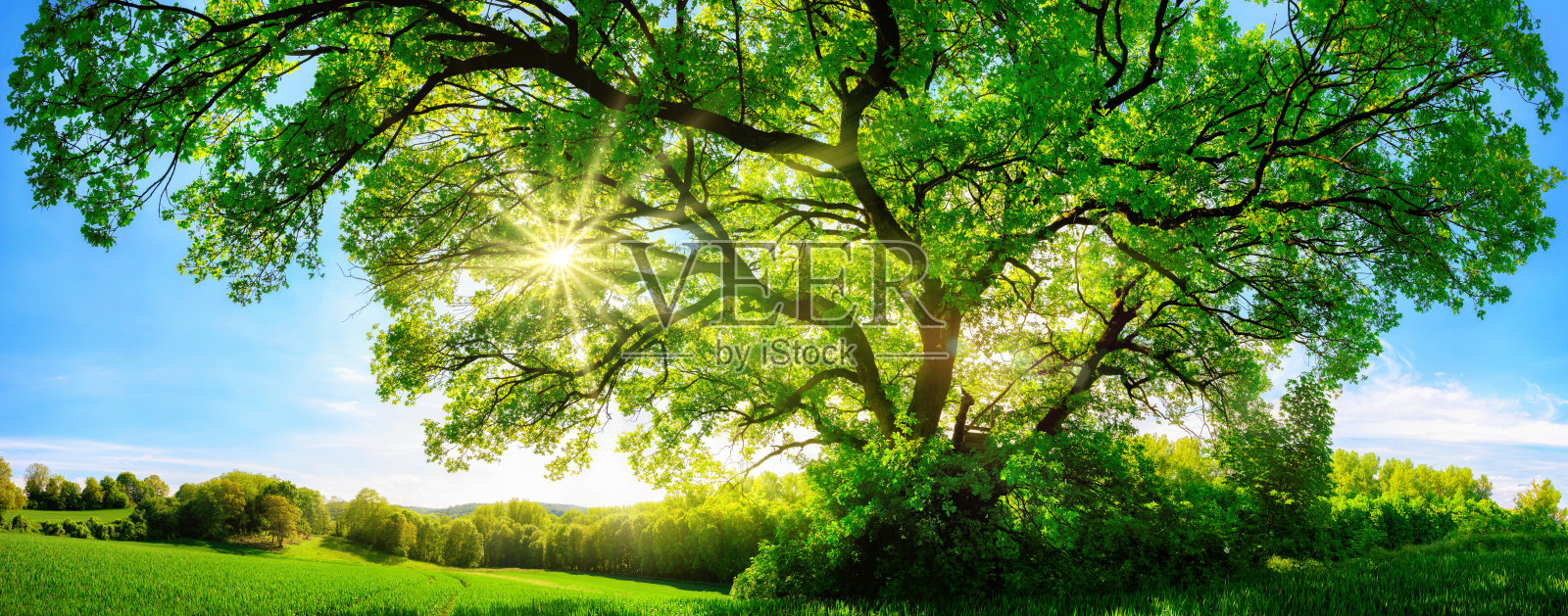 阳光穿过一棵雄伟的橡树照片摄影图片