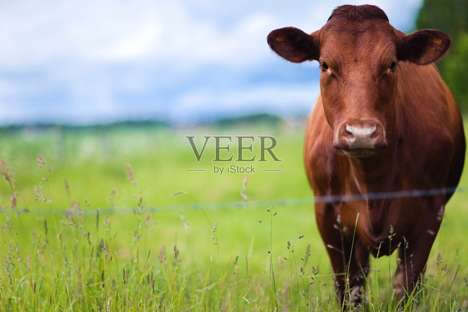 白天，一头棕色的奶牛在农场的牧场上休息照片摄影图片