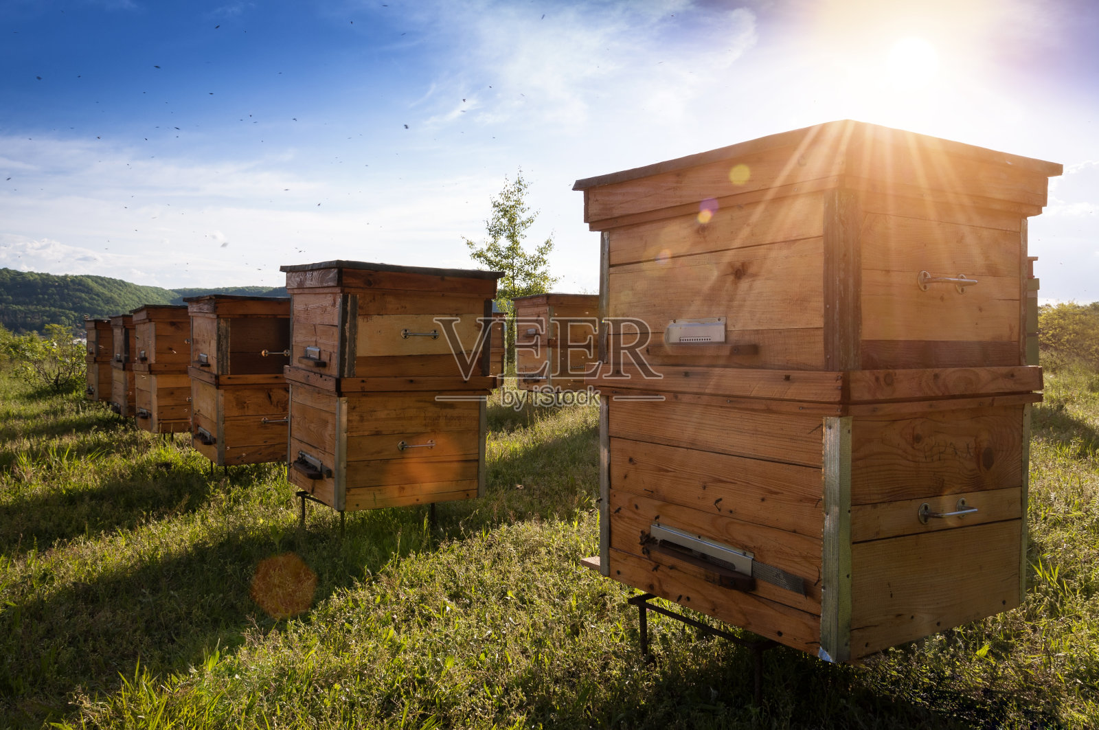 蜂房里的蜂箱，蜜蜂飞向着陆点照片摄影图片