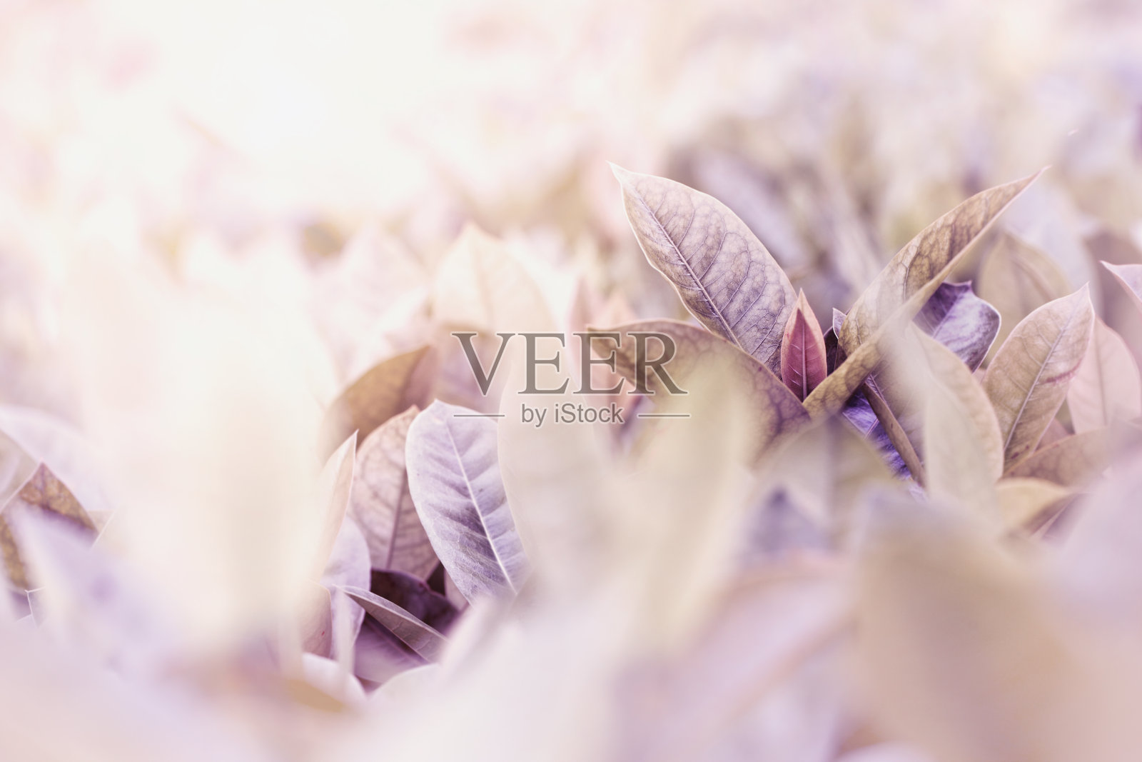 叶子，柔和的紫色背景色调。照片摄影图片