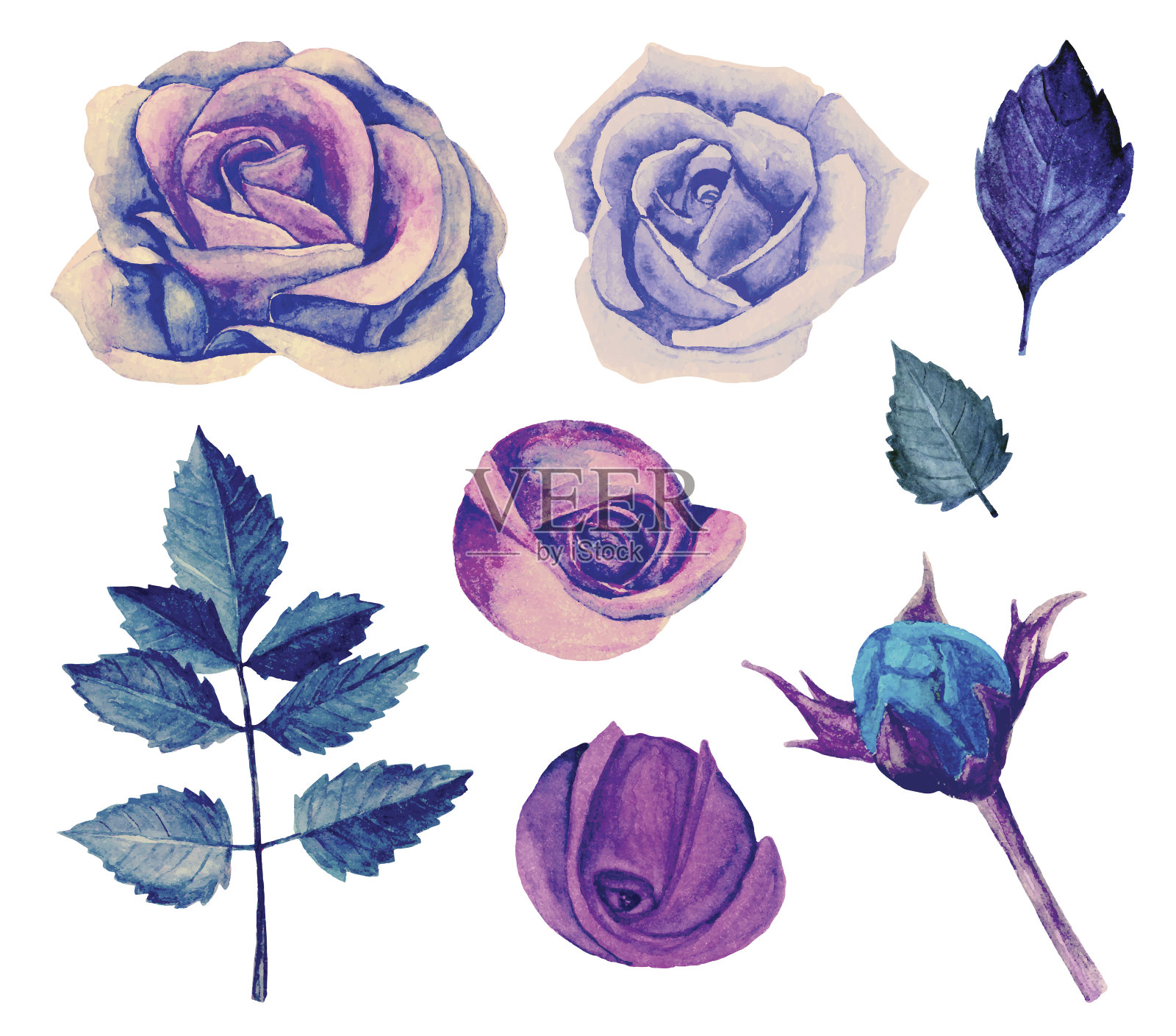 水彩蓝色玫瑰矢量孤立插画图片素材