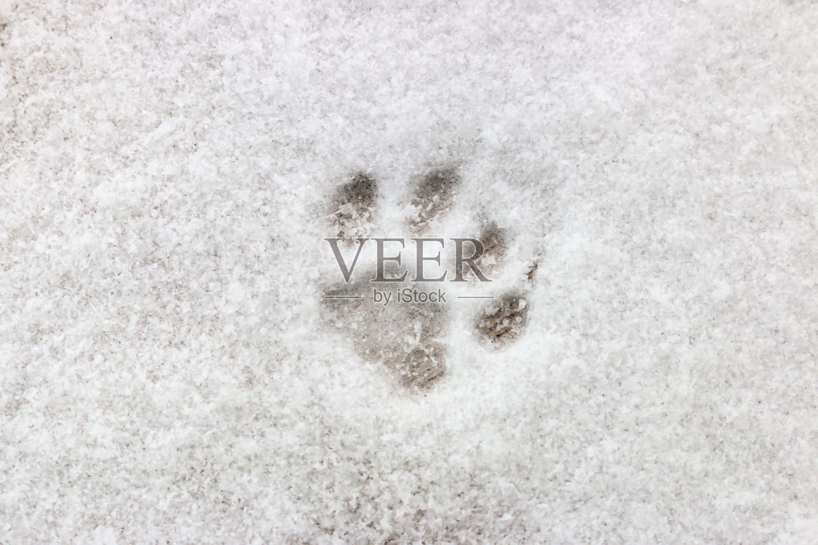 雪上的猫脚印特写照片摄影图片