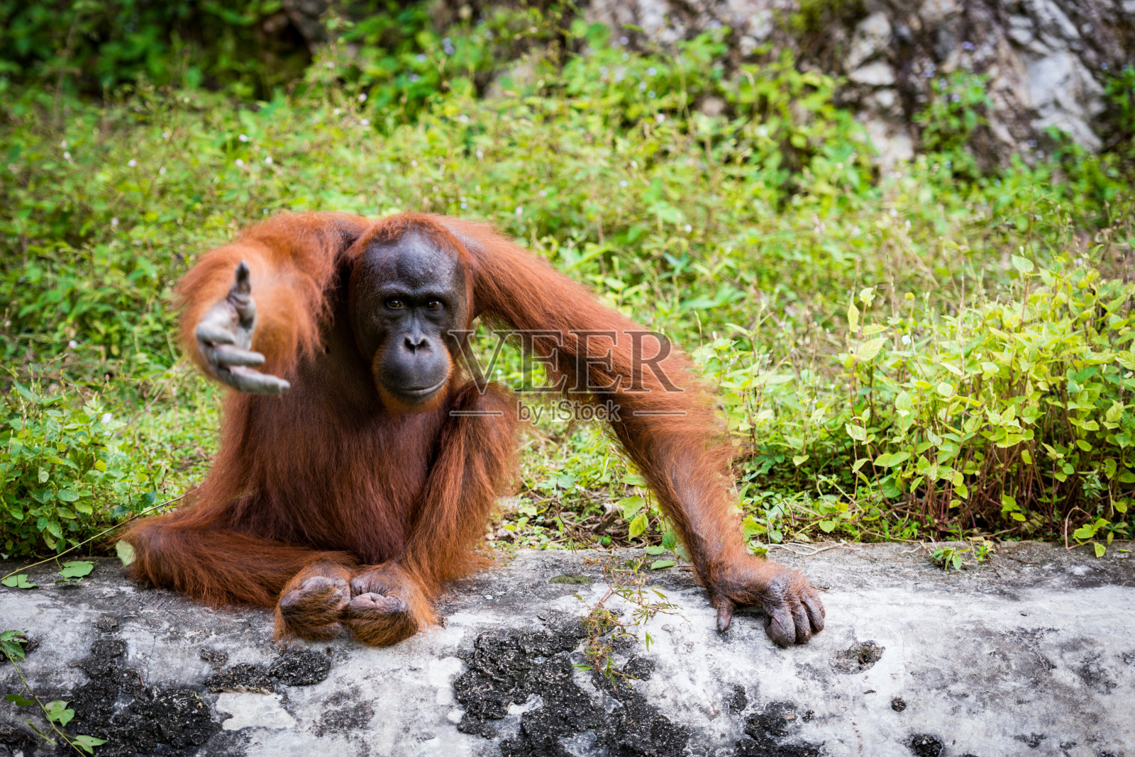 亚洲现存的大型猿类的一种照片摄影图片