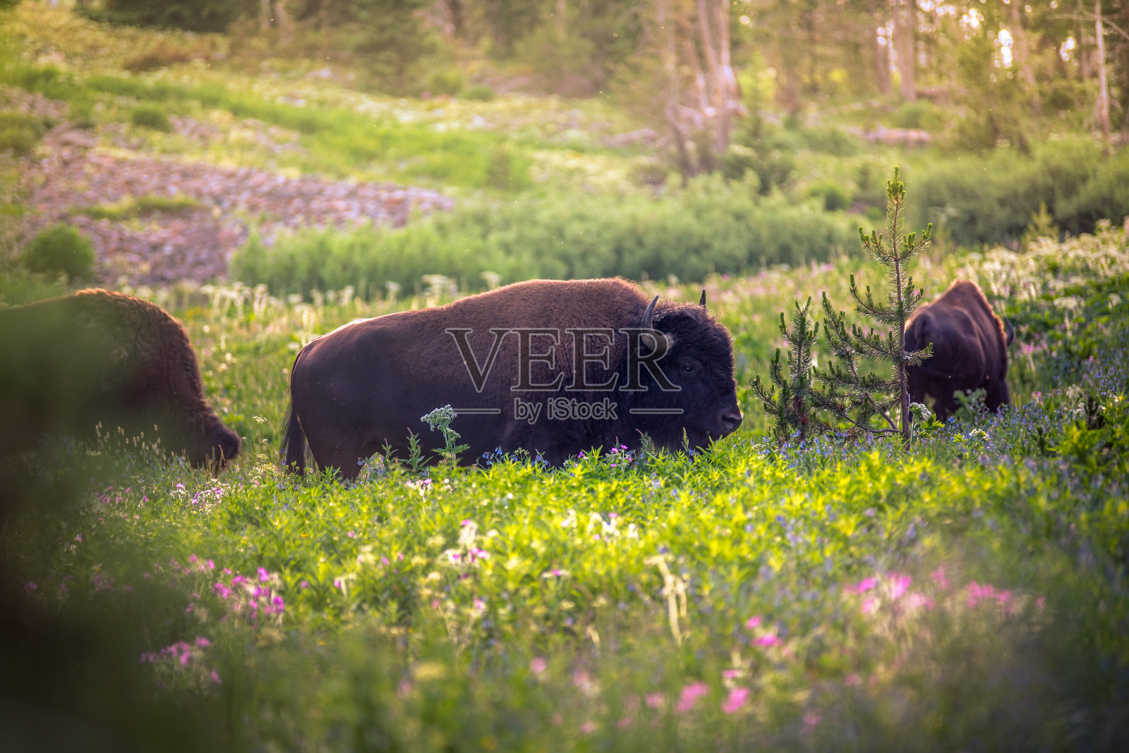 野牛在一片野花丛中。照片摄影图片