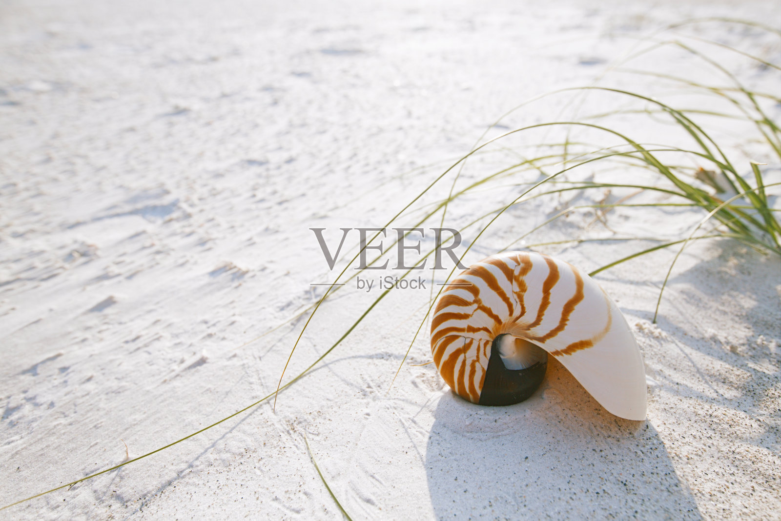 在阳光下的白色佛罗里达沙滩上的鹦鹉螺壳照片摄影图片