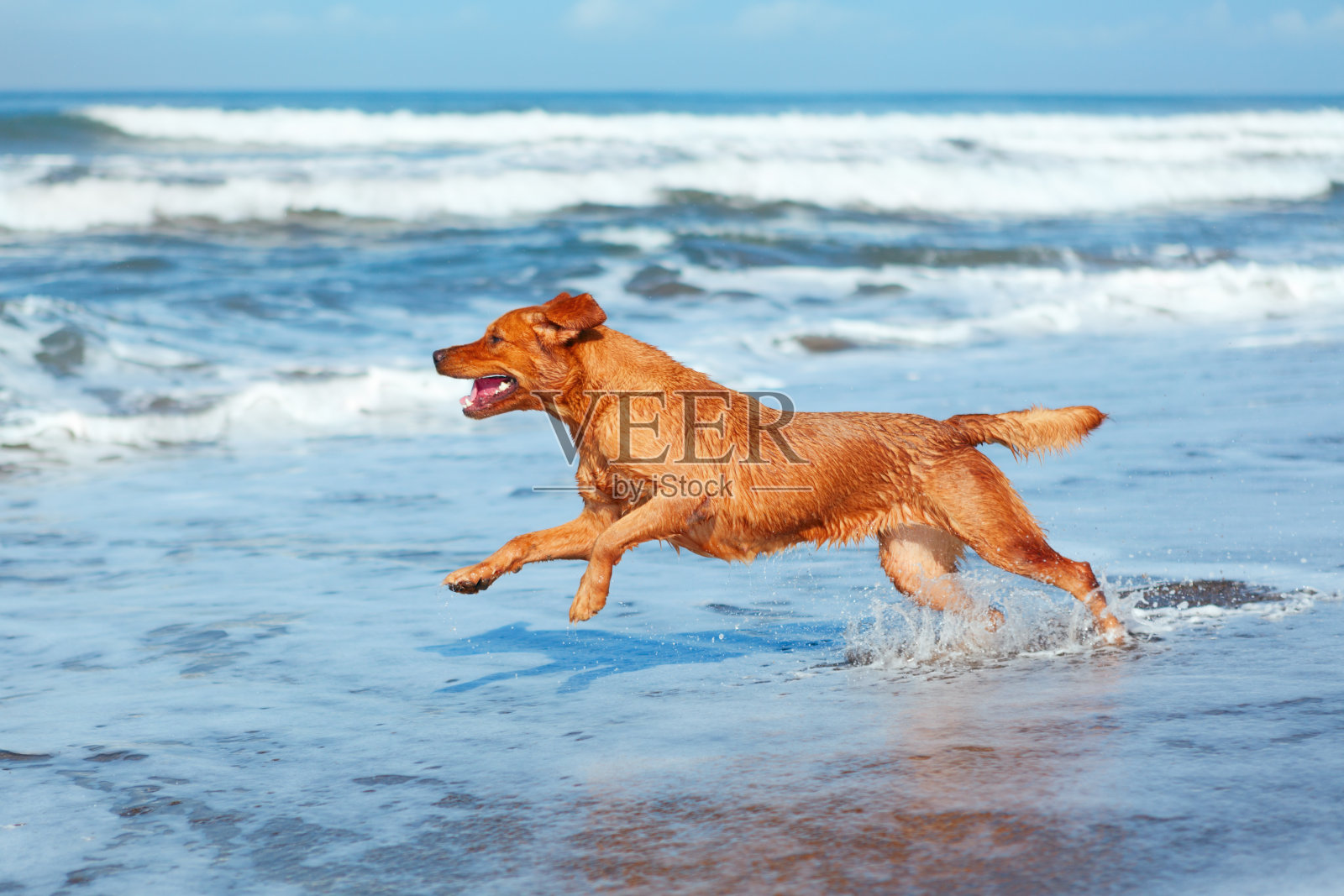 狗在沙滩上沿着海浪奔跑照片摄影图片