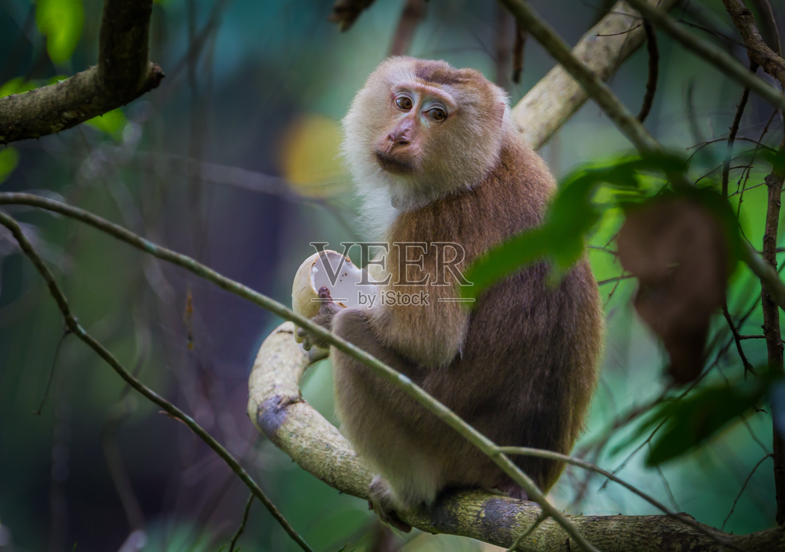 猪尾猕猴的肖像照片摄影图片