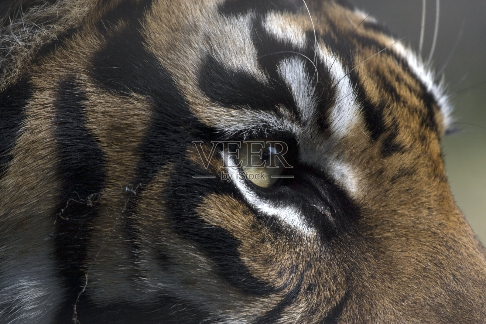 老虎的眼睛照片摄影图片