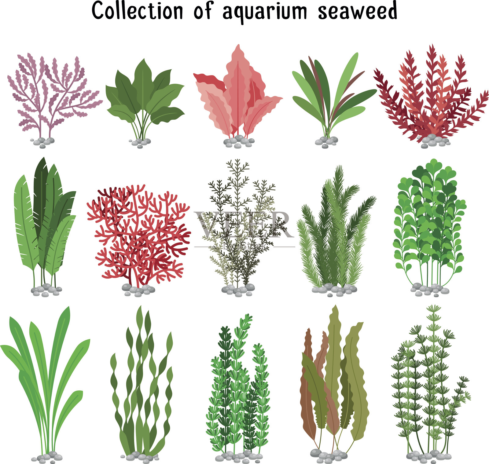 海藻集矢量图插画图片素材