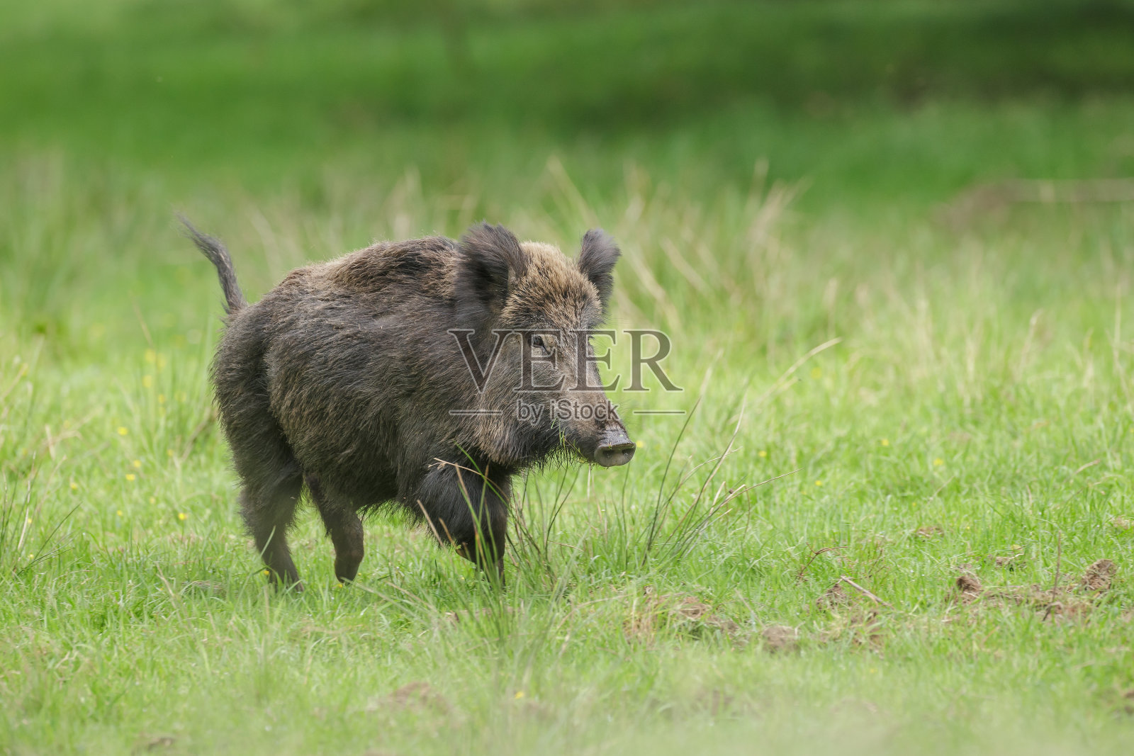 野猪母猪跑照片摄影图片
