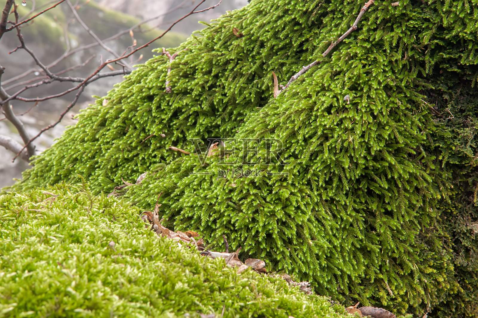 绿色的苔藓上的石头和树上的雾林，背景照片摄影图片