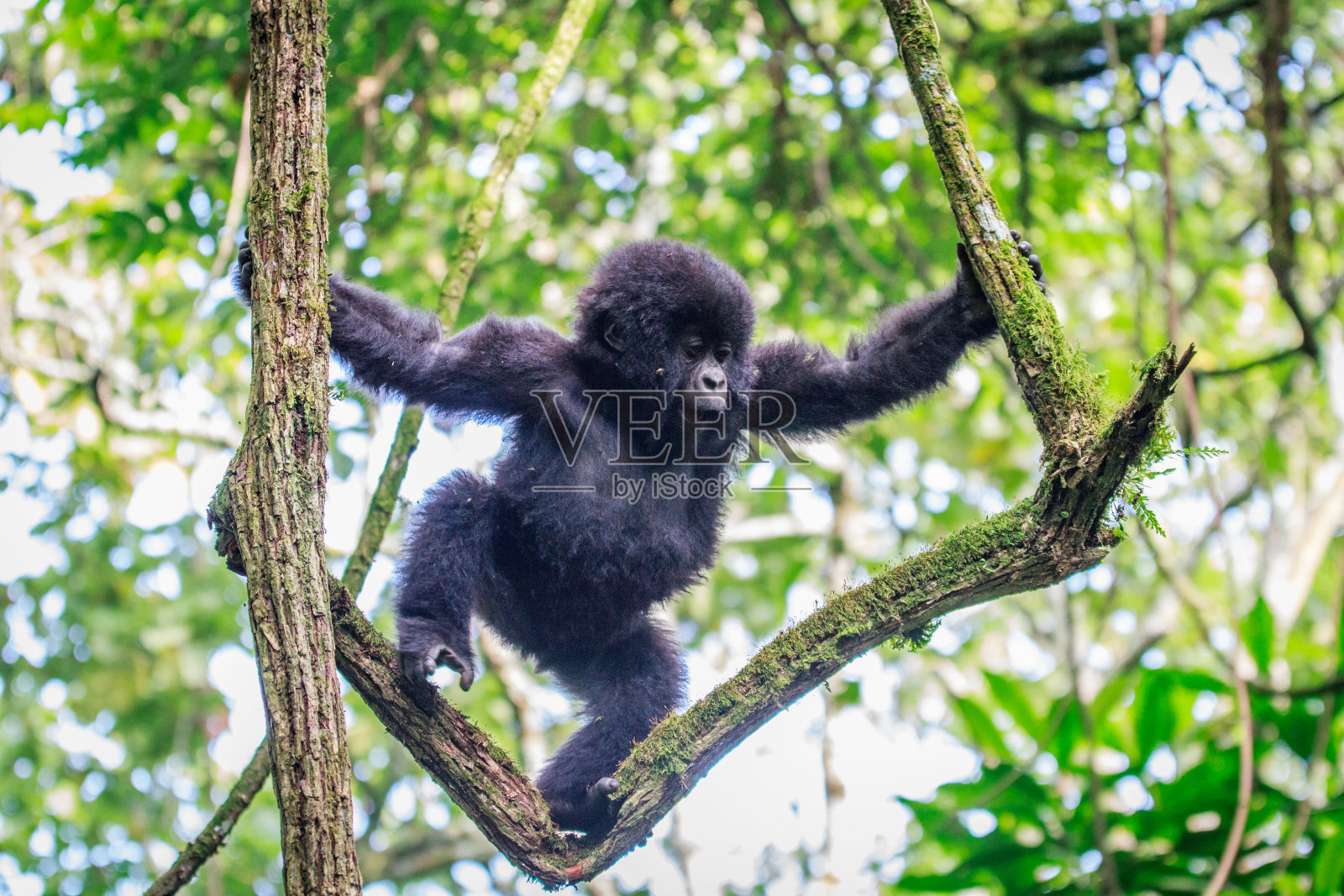 小山地大猩猩在树上玩耍。照片摄影图片