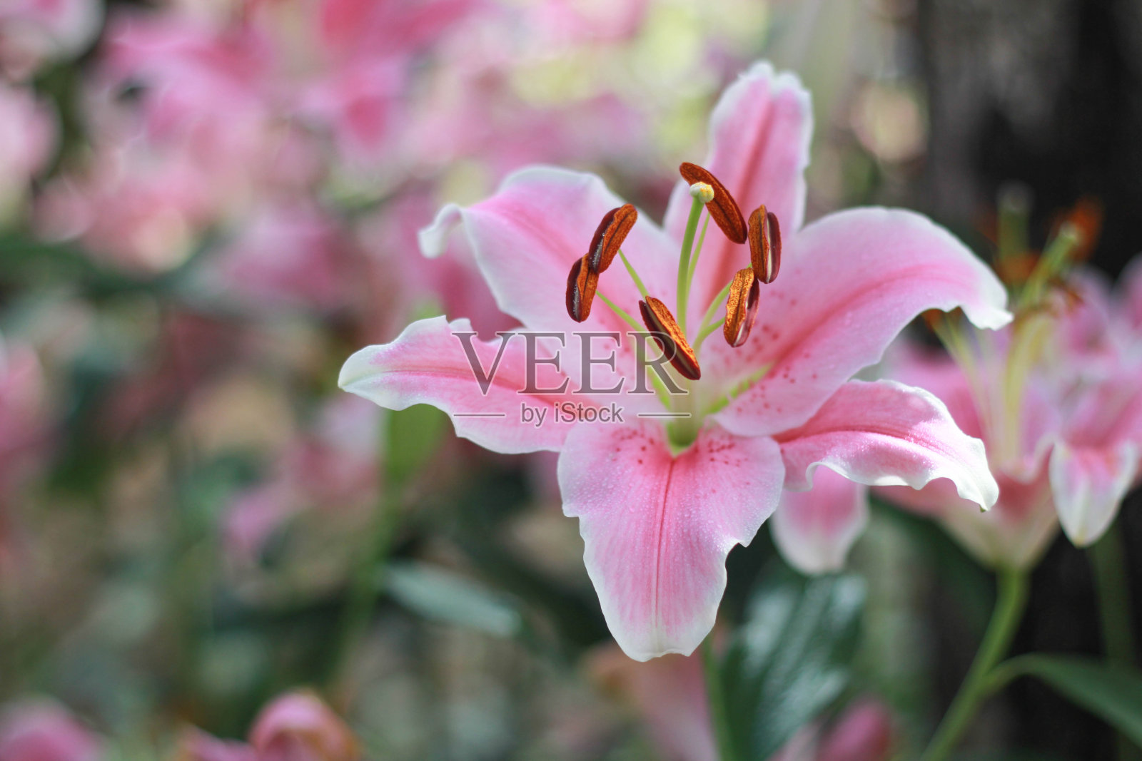 粉红色的百合花在花园里的背景，粉红色的花的背景照片摄影图片