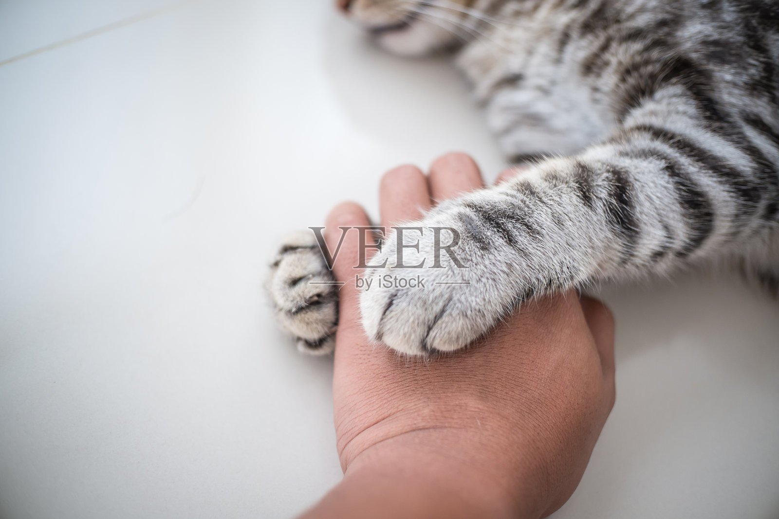 爱猫的手紧握在手中。照片摄影图片