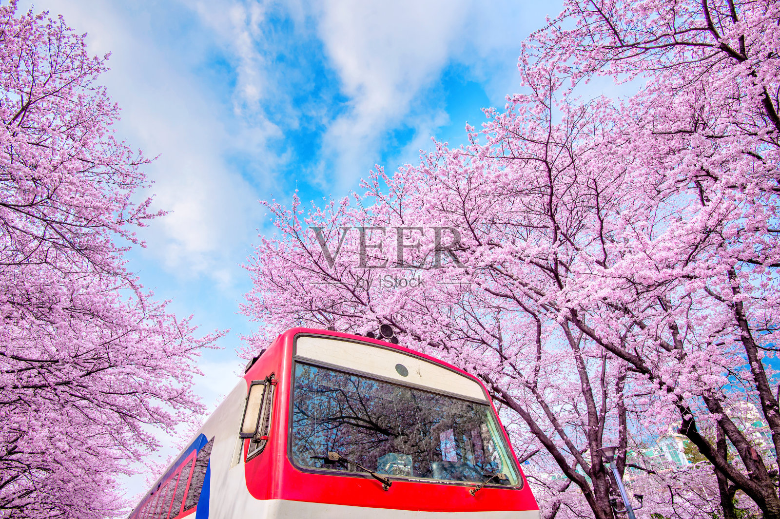 春天樱花盛开。Jinhae Gunhangje节日。照片摄影图片