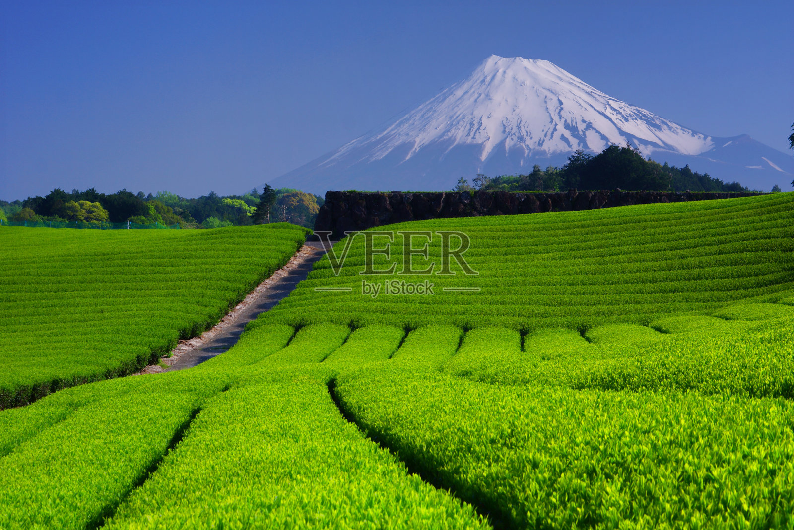 富士山上的茶叶田照片摄影图片