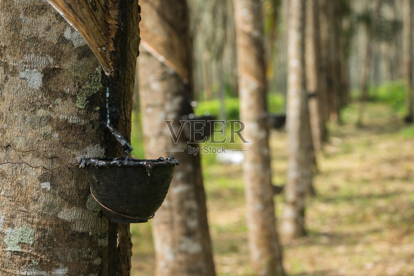 有橡胶碗的Seringa树照片摄影图片