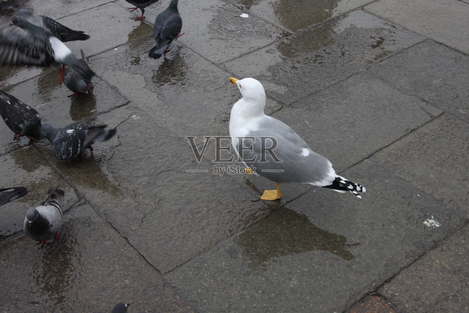 圣马可广场上的海鸥照片摄影图片