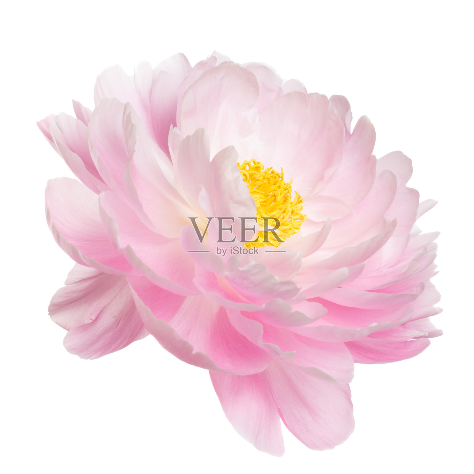 粉红色的牡丹花黄色雄蕊，孤立在白色背景上照片摄影图片