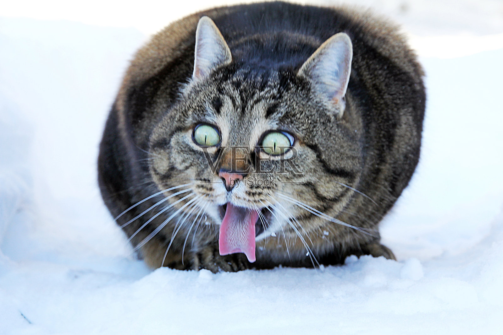 有趣的猫照片-一只猫伸出舌头照片摄影图片