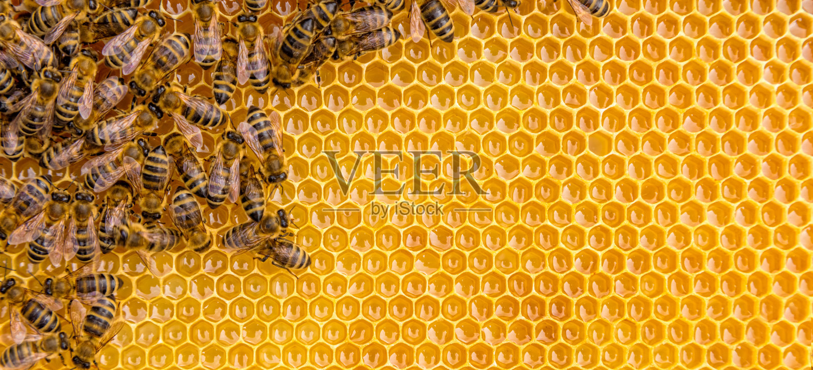 近距离观察工蜂在蜂巢照片摄影图片